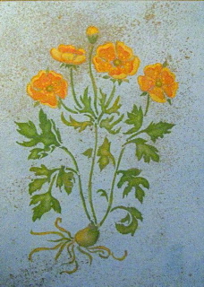 Stencil and foil /get well California Poppy